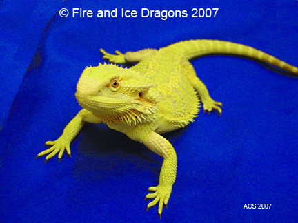 fire and ice bearded dragons
